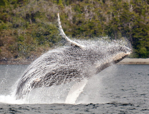 ballenas sur de chile