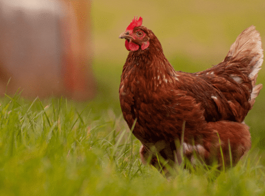 gallina