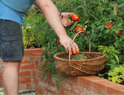 huerta