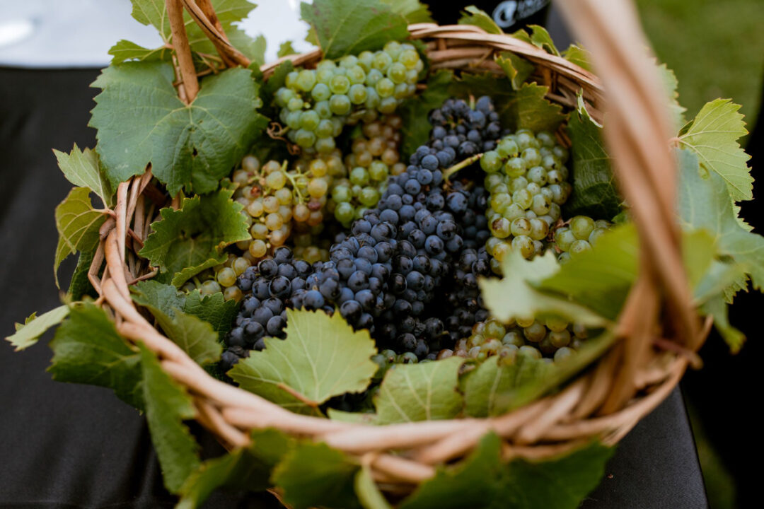 uvas