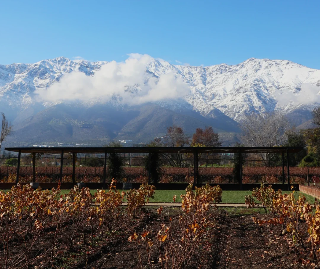 viña-cousiño-macul-