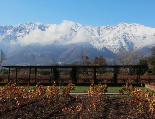 viña-cousiño-macul-