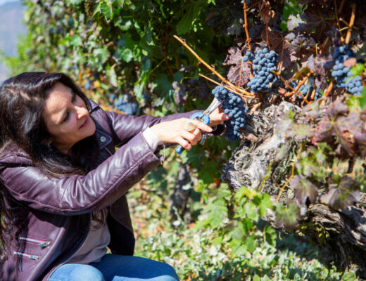 vendimia de colchagua