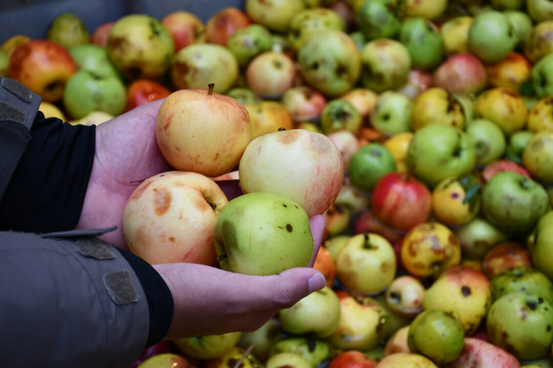 fiesta de la manzana y la sidra