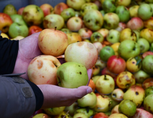 fiesta de la manzana y la sidra