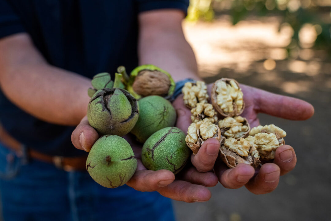 nueces