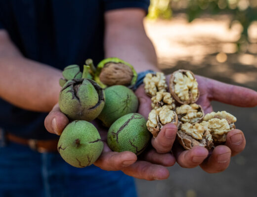 nueces