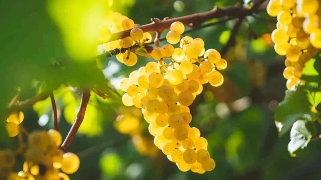 chardonnay