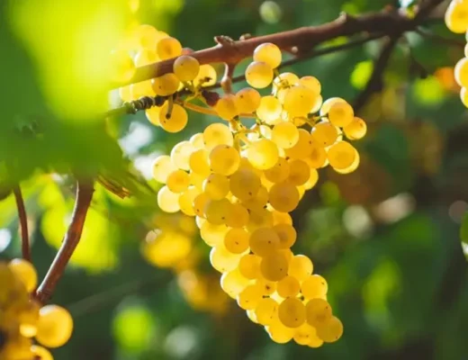 chardonnay