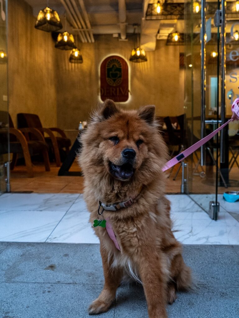 Deriva Coffee Studio es una cafetería de especialidad en Providencia, con brunch, desayunos, menú ejecutivo y pet friendly
