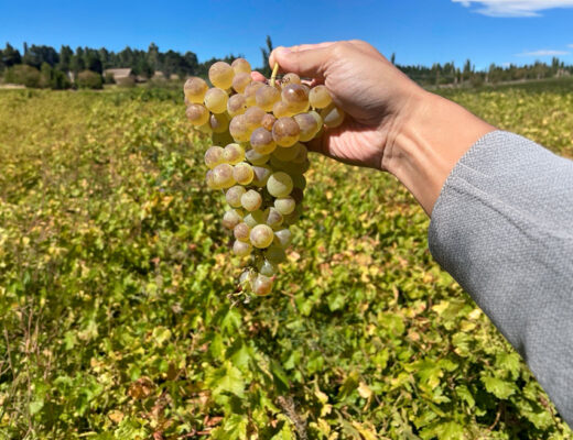 chasselas