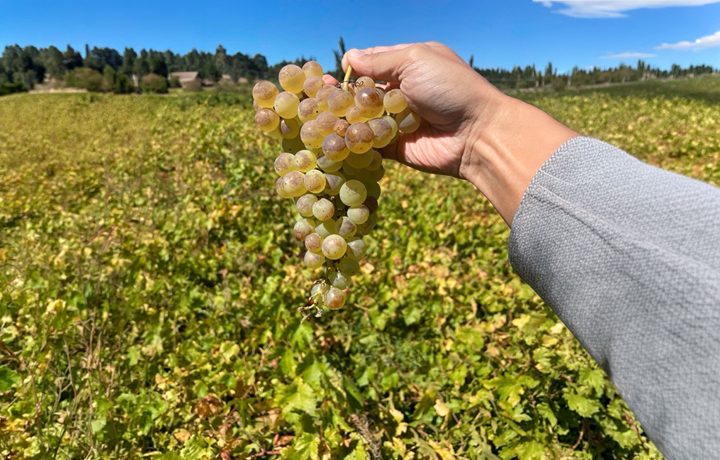 chasselas