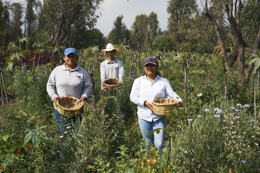 arca tierra
