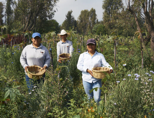 arca tierra