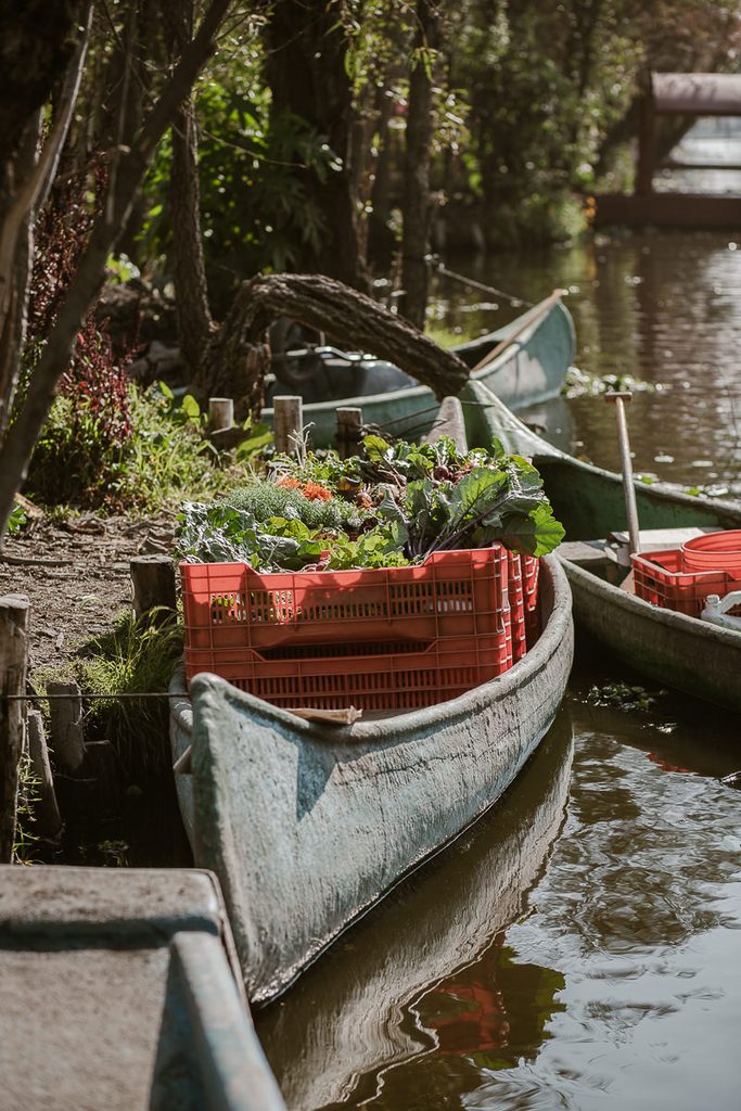 Arca Tierra, agriculture in the Chinampas, Mexico City