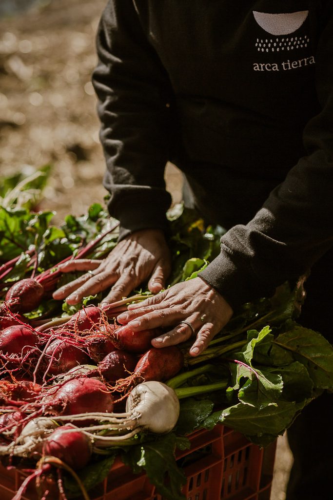 Arca Tierra, agriculture in the Chinampas, Mexico City